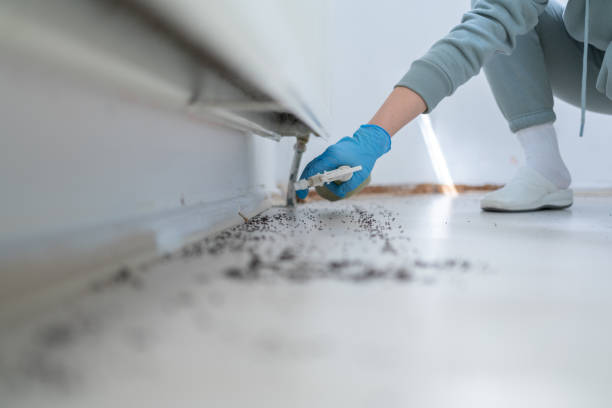 Best Flea Control Services  in Broad Brook, CT